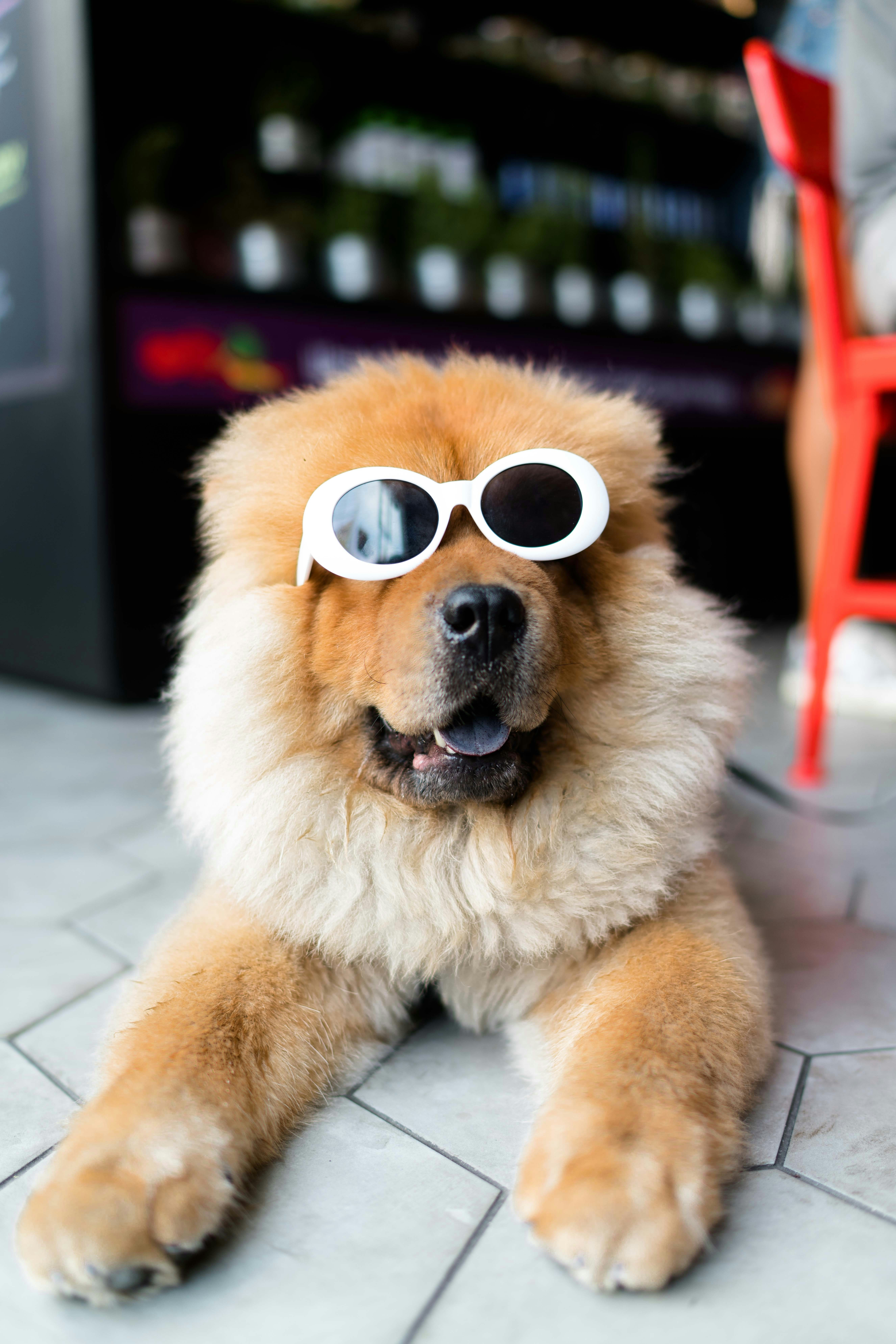 dog with sunglasses and ruffled collar