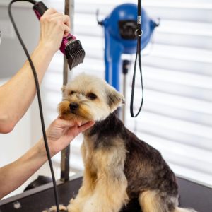 little pooch being trimmed with a trimmer little pooch being trimmed with a trimmer